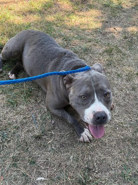 Adoptable Dog