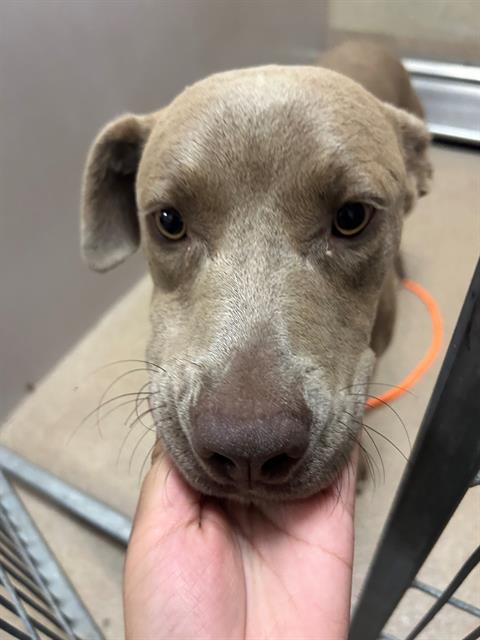 Adoptable Dog
