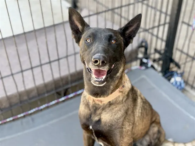 Adoptable Dog