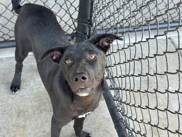 Adoptable Dog