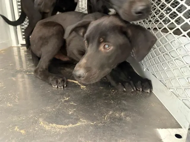 Adoptable Dog