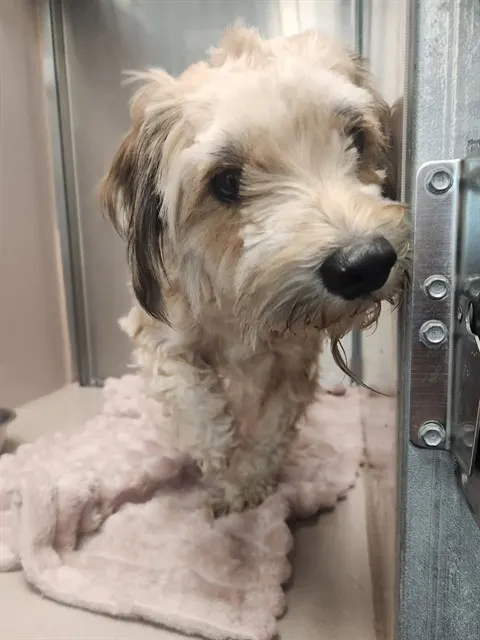 Adoptable Dog