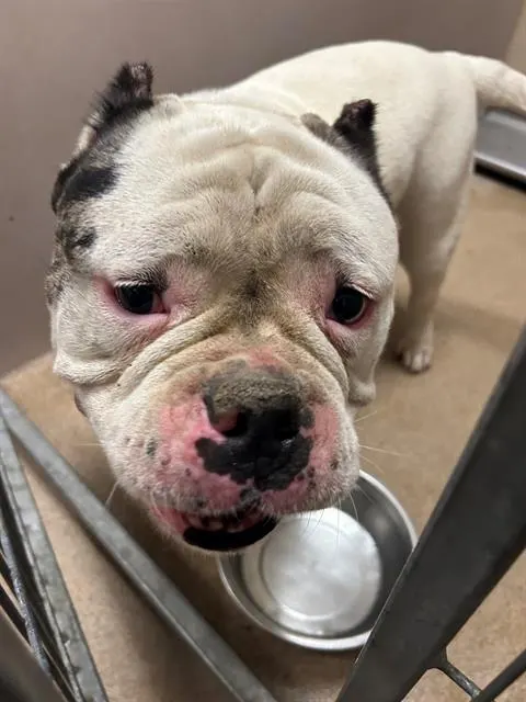 Adoptable Dog