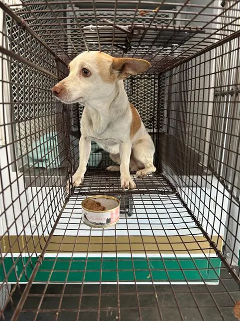 Adoptable Dog