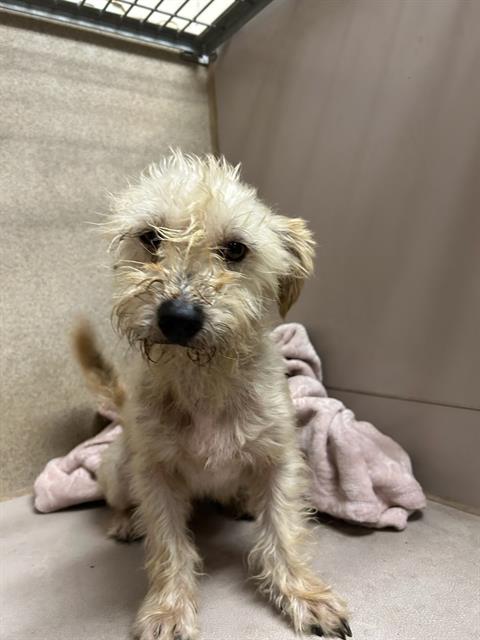 Adoptable Dog