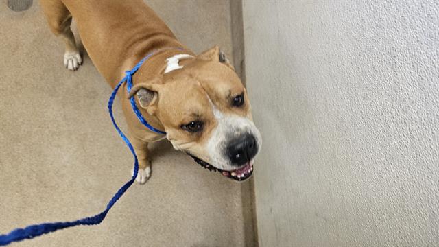 Adoptable Dog