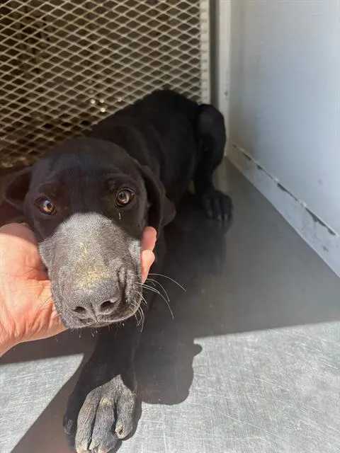 Adoptable Dog
