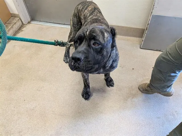 Adoptable Dog