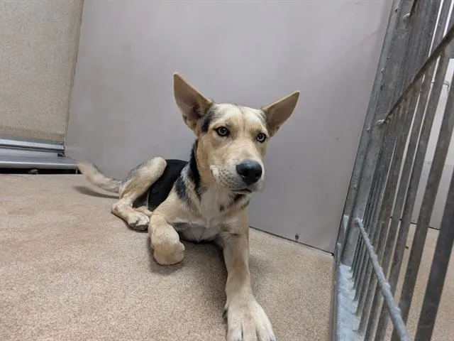 Adoptable Dog