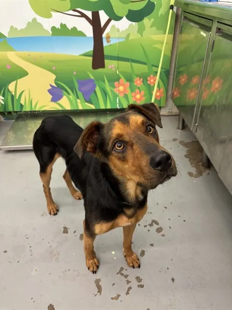 Adoptable Dog