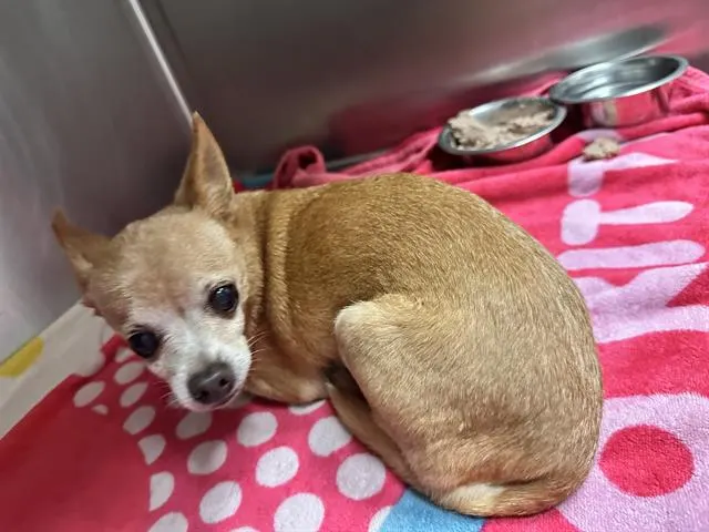 Adoptable Dog