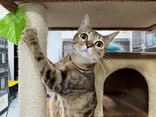 Adoptable Cat