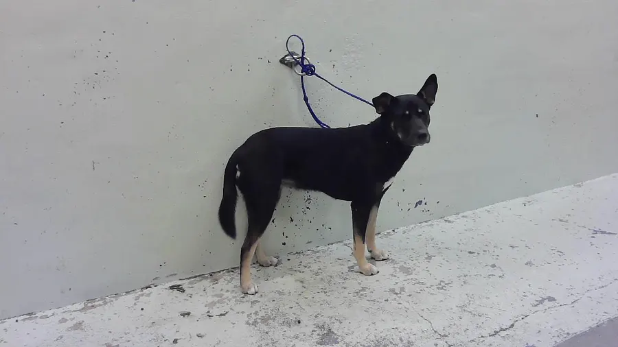 Adoptable Dog