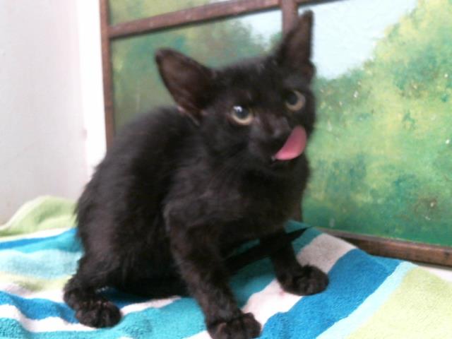 Marvin