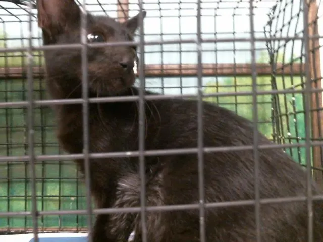 Adoptable Cat