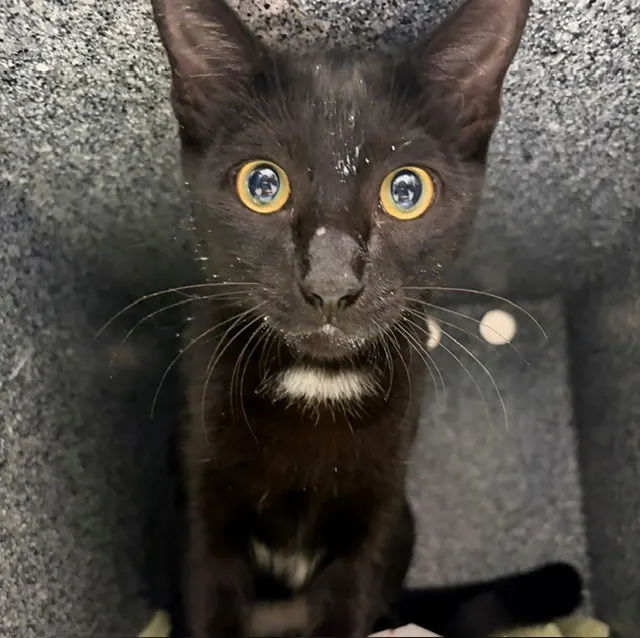 Simba
