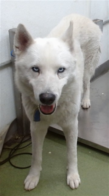 Urgent Med Adopt Lucien