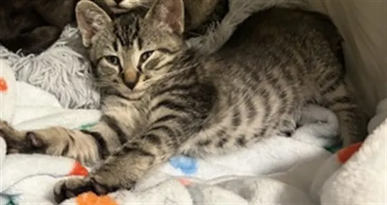 Adoptable Cat
