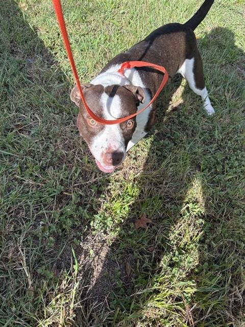 Adoptable Dog