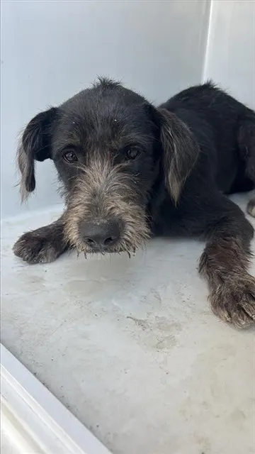 Adoptable Dog