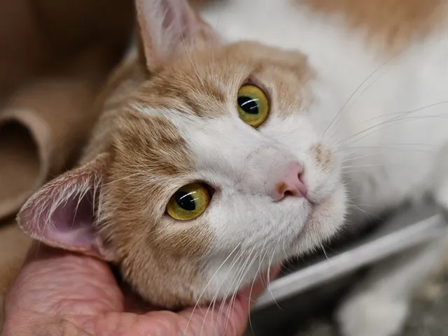 Hashbrown