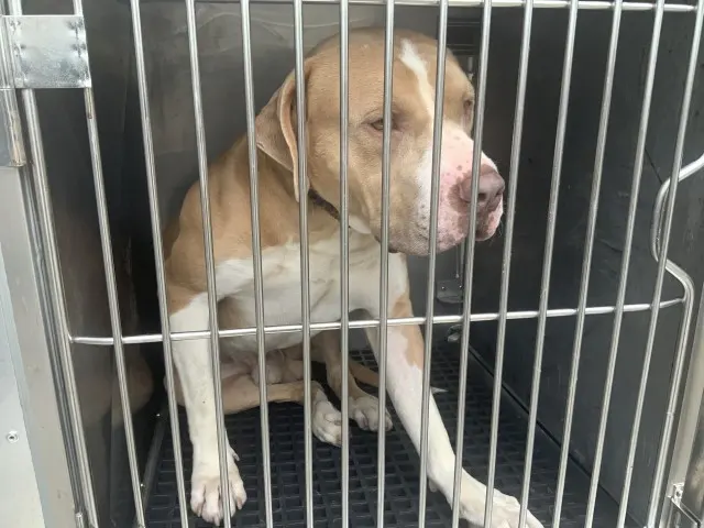Adoptable Dog