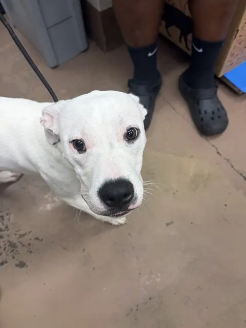 Adoptable Dog