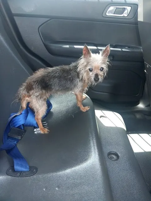 Adoptable Dog