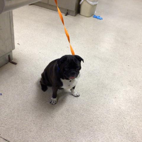 Adoptable Dog