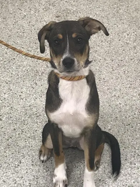 Adoptable Dog