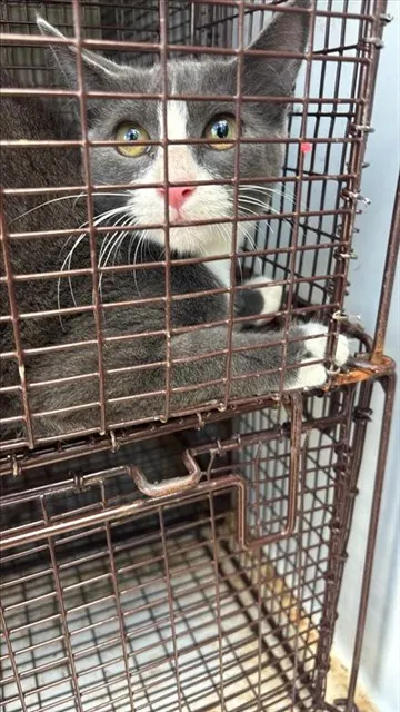 Adoptable Cat