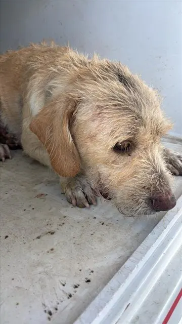 Adoptable Dog