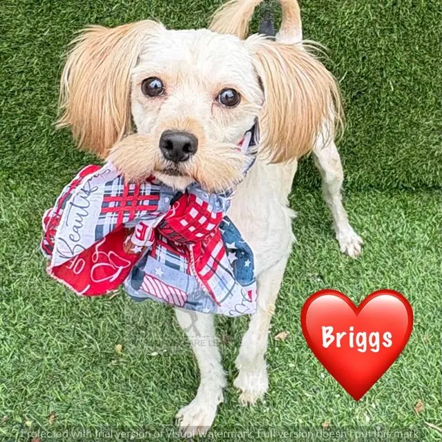 Briggs