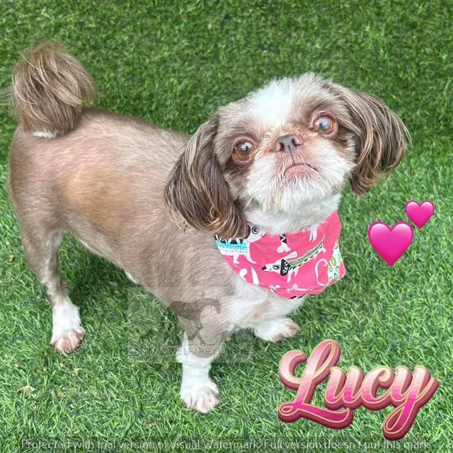 Lucy