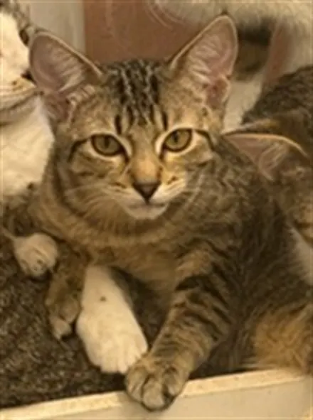 Adoptable Cat