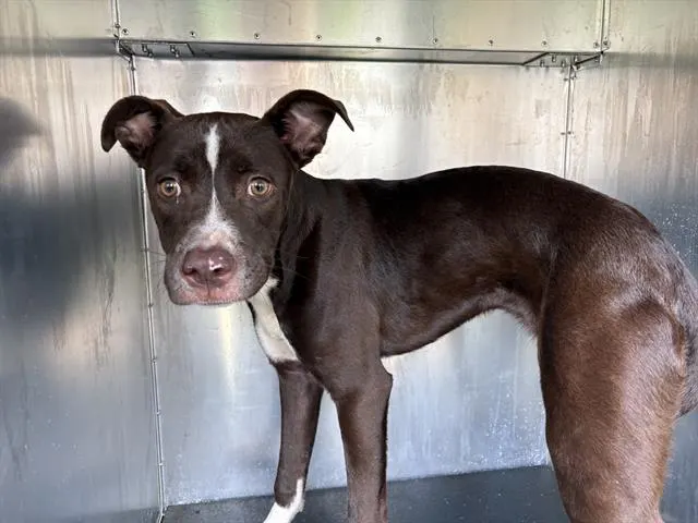 Thin Mint