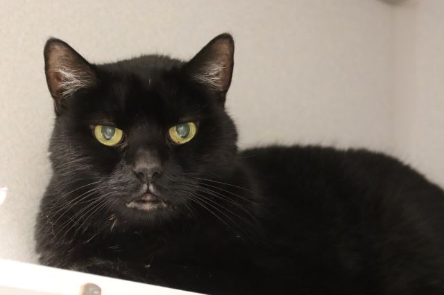 Leo
