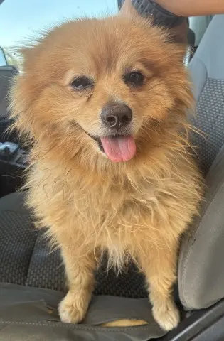 Oso