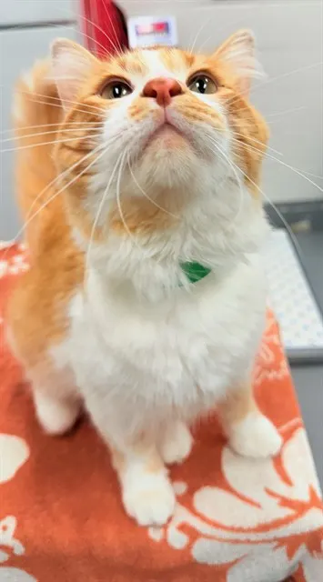Mr Meows