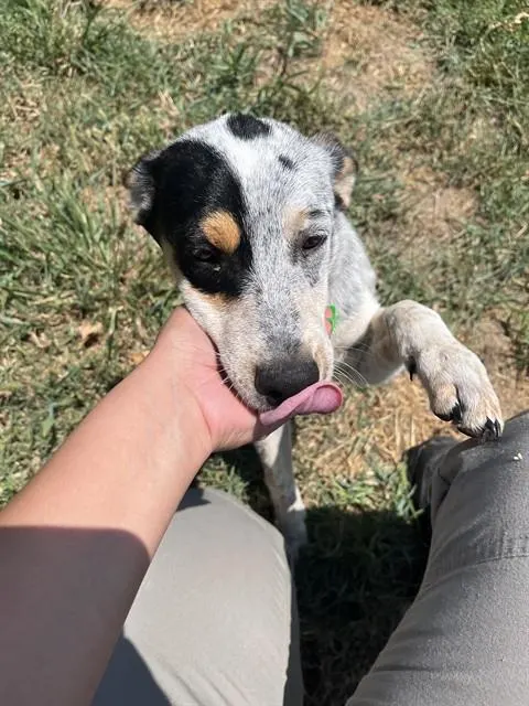 Adoptable Dog