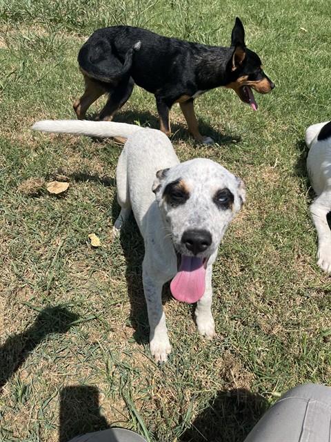 Adoptable Dog