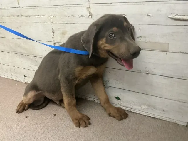 Tyson