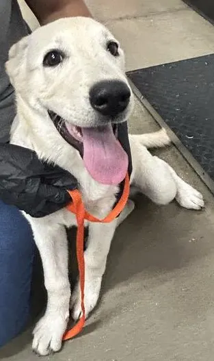 Bolt*