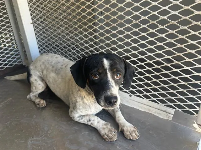 Adoptable Dog