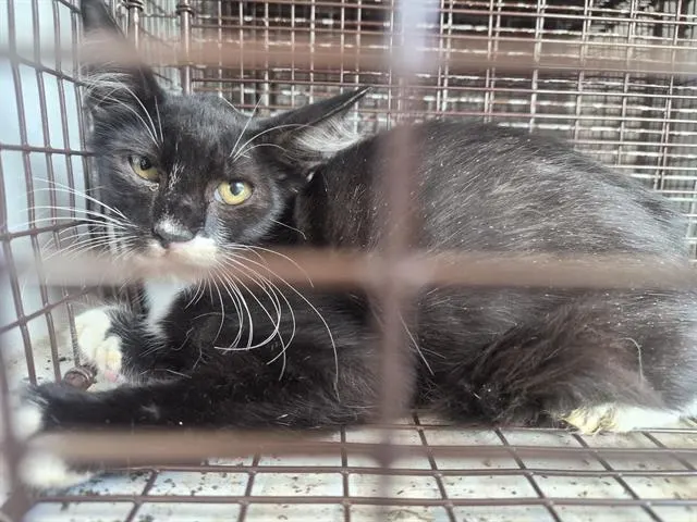 Adoptable Cat