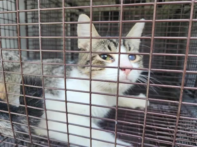 Adoptable Cat