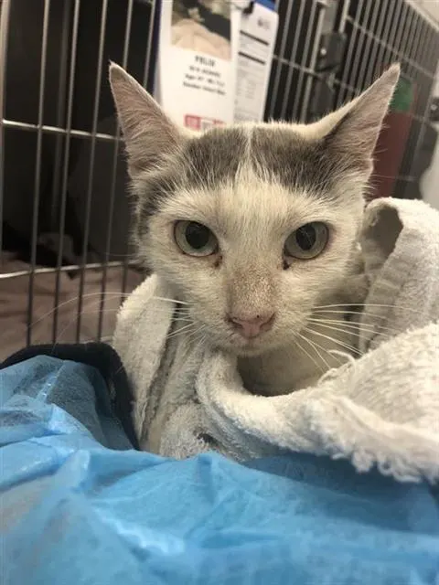 Adoptable Cat