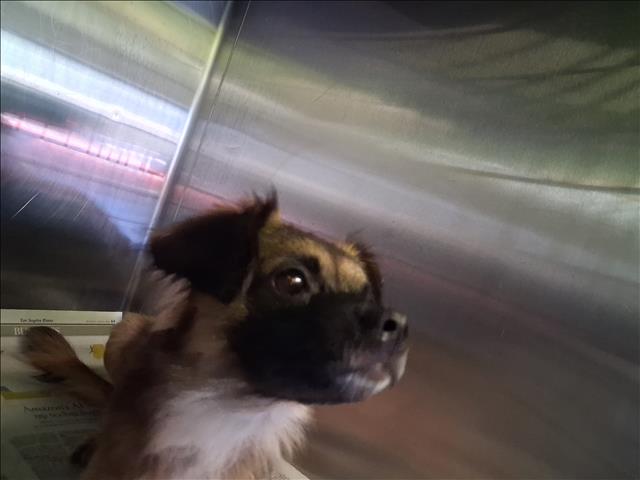 Brownie
