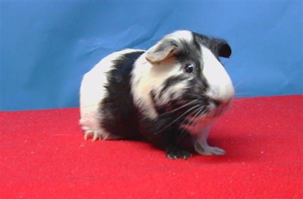 Willy