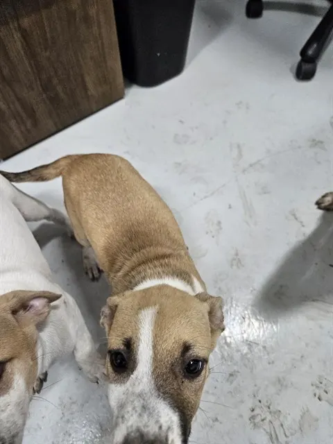 Adoptable Dog